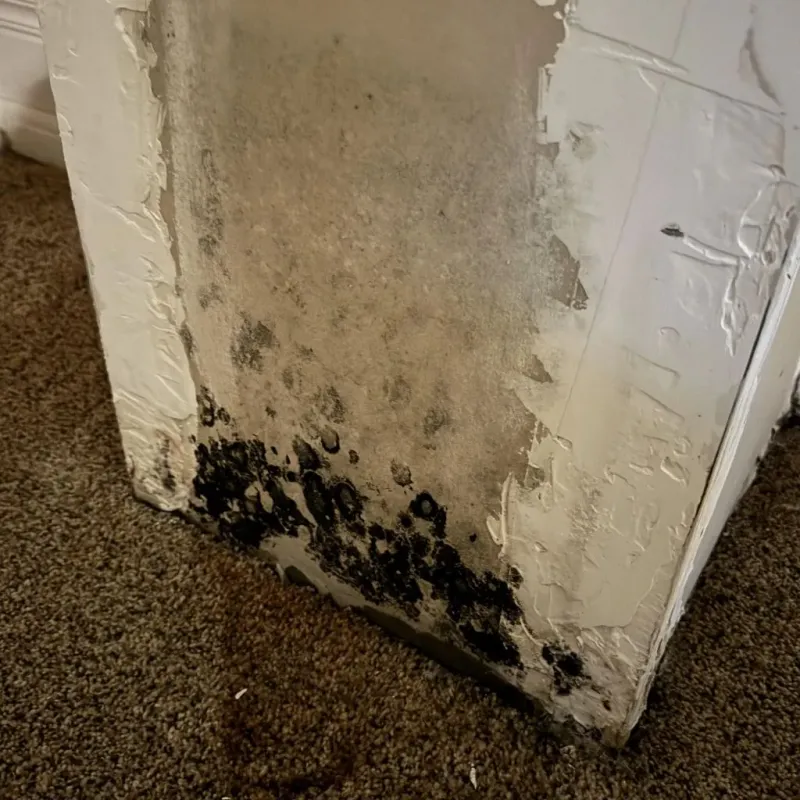 Professional Mold Removal in Brookline, NH